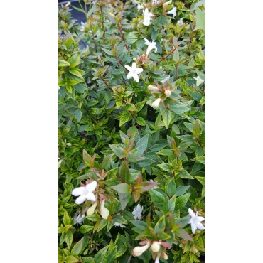 Abelia X grandiflora 'Sherwood'