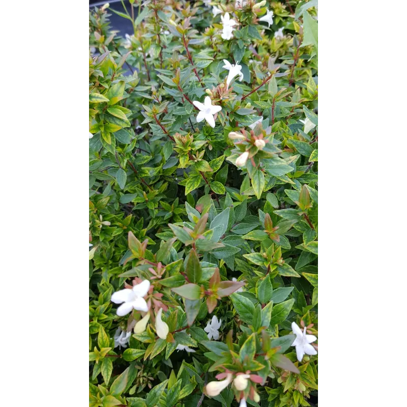 Abelia X grandiflora 'Sherwood'