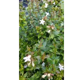 Abelia X grandiflora 'Sherwood'