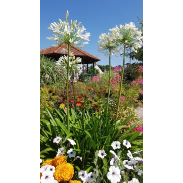 Agapanthus africanus 'Alba'