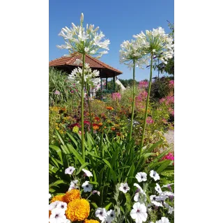 Agapanthus africanus 'Alba'