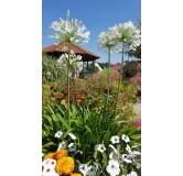 Agapanthus africanus 'Alba'