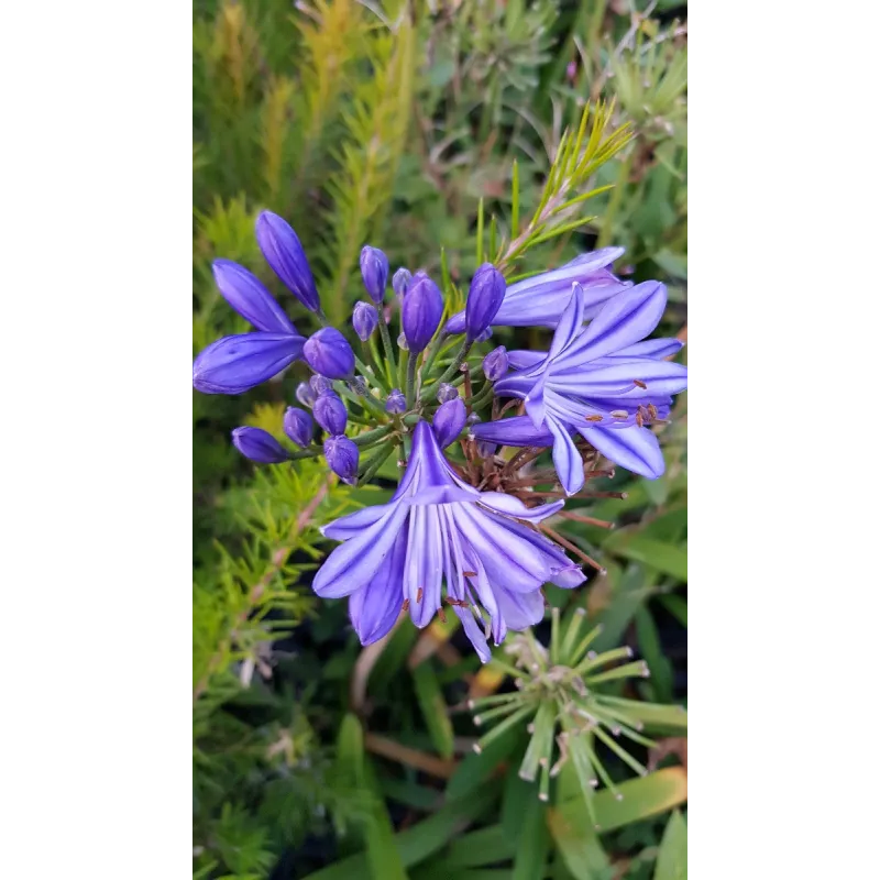 Agapanthus x 'Charlotte'