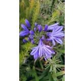 Agapanthus x 'Charlotte'