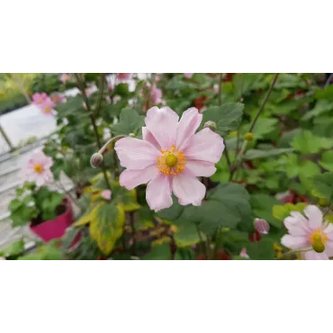 Anemone japonica 'Rubra'