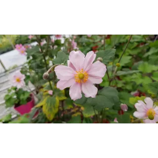 Anemone japonica 'Rubra'