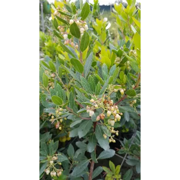 Arbutus unedo 'Compacta'