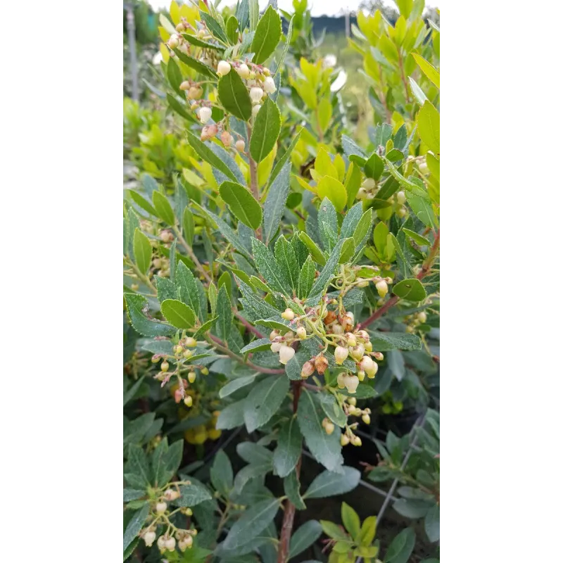 Arbutus unedo 'Compacta'