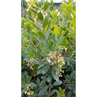 Arbutus unedo 'Compacta'