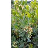 Arbutus unedo 'Compacta'