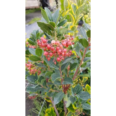 Arbutus unedo 'Rubra'