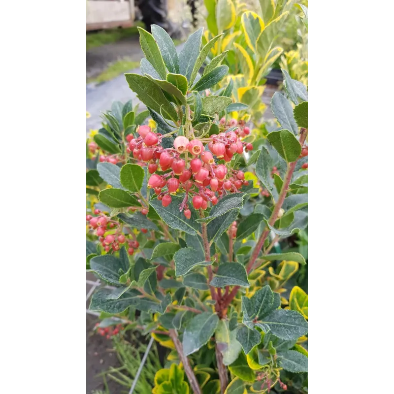 Arbutus unedo 'Rubra'