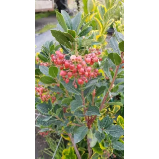 Arbutus unedo 'Rubra'