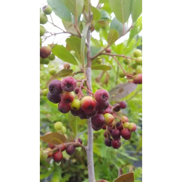 Aronia prunifolia 'Viking'