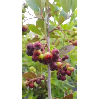 Aronia prunifolia 'Viking'