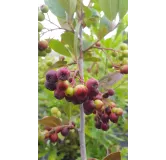 Aronia prunifolia 'Viking'