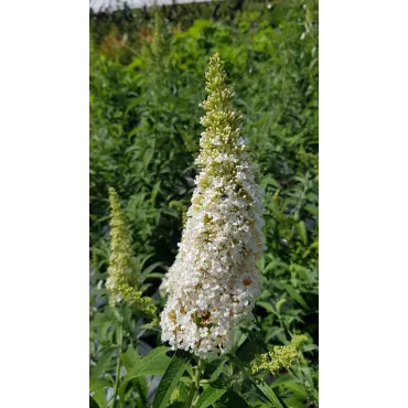 Buddleia davidii 'White profusion'