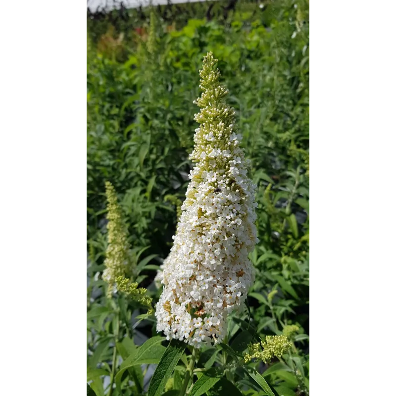 Buddleia davidii 'White profusion'