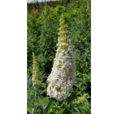 Buddleia davidii 'White profusion'