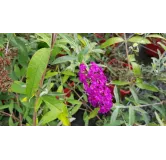 Buddleia davidii 'Royal red'