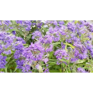 Caryopteris x clandonensis 'Heavenly Blue'