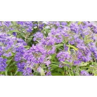 Caryopteris x clandonensis 'Heavenly Blue'