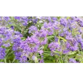 Caryopteris x clandonensis 'Heavenly Blue'