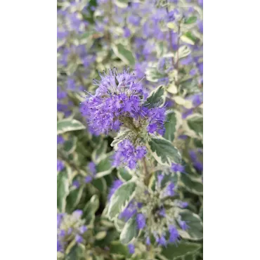 Caryopteris x clandonensis 'White Surprise'Â®