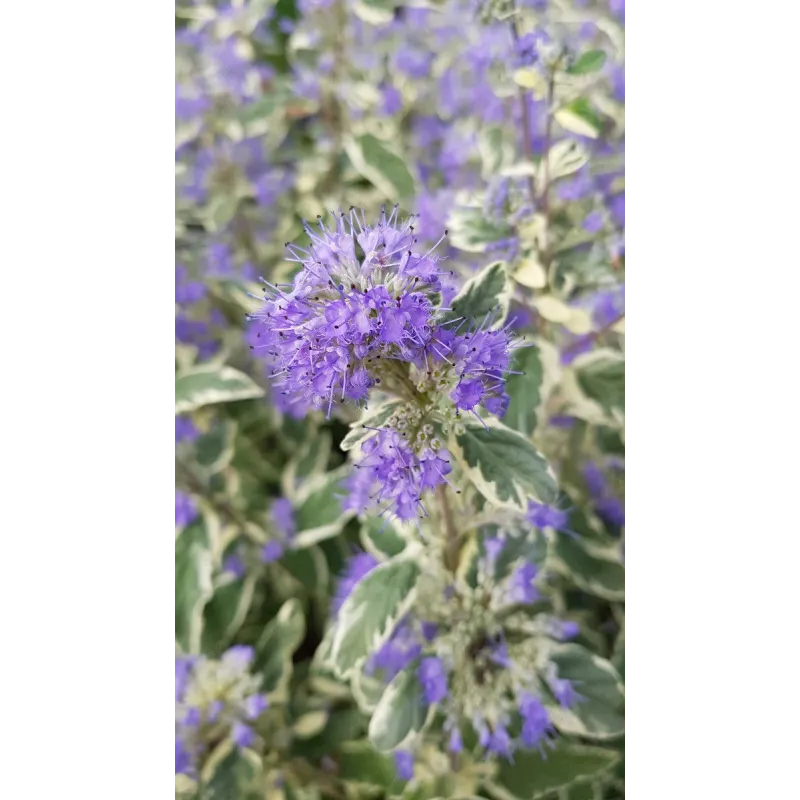 Caryopteris x clandonensis 'White Surprise'Â®