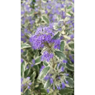 Caryopteris x clandonensis 'White Surprise'Â®