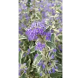 Caryopteris x clandonensis 'White Surprise'Â®