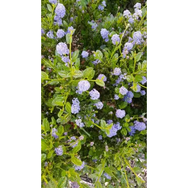 Ceanothus thrysiflorus 'Skylark'