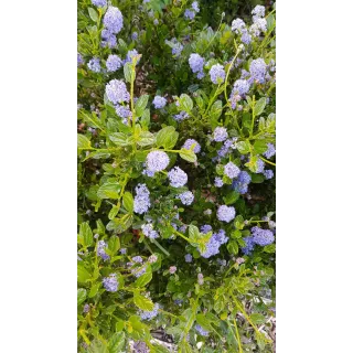 Ceanothus thrysiflorus 'Skylark'