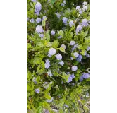 Ceanothus thrysiflorus 'Skylark'