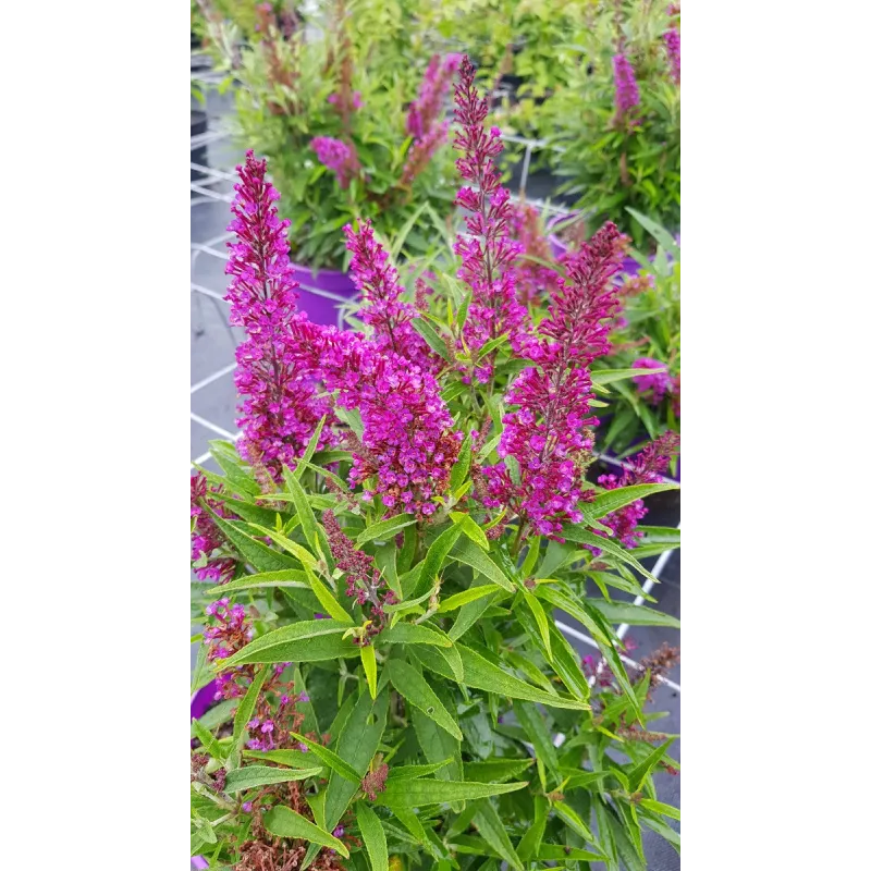 Buddleia davidii 'Butterfly Tower' Â®