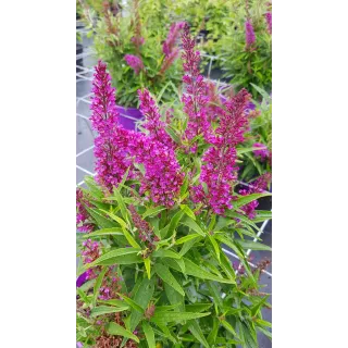 Buddleia davidii 'Butterfly Tower' Â®