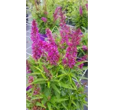 Buddleia davidii 'Butterfly Tower' Â®