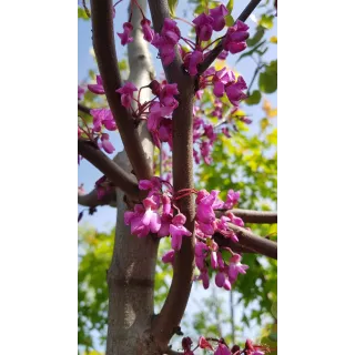 Cercis canadensis