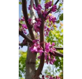 Cercis canadensis