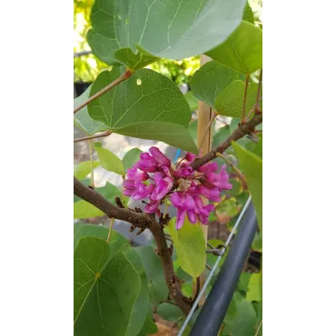 Cercis silicastrum