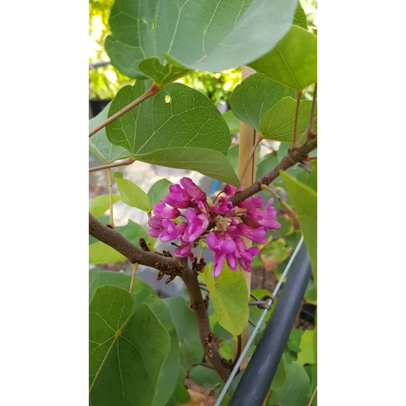 Cercis silicastrum