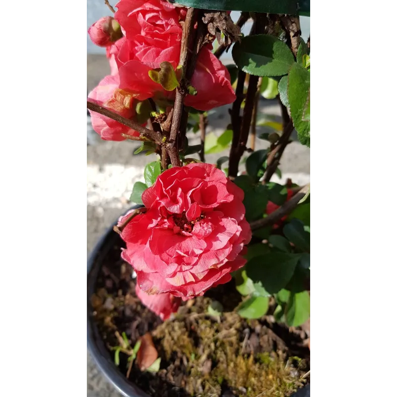 Chaenomeles speciosa 'Pink Storm'