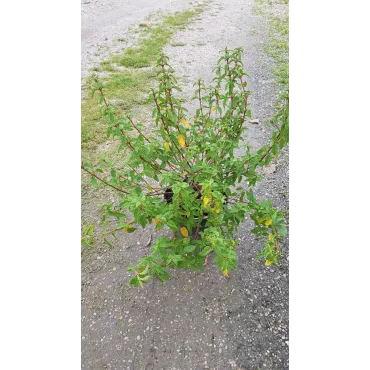 Cistus x corbariensis