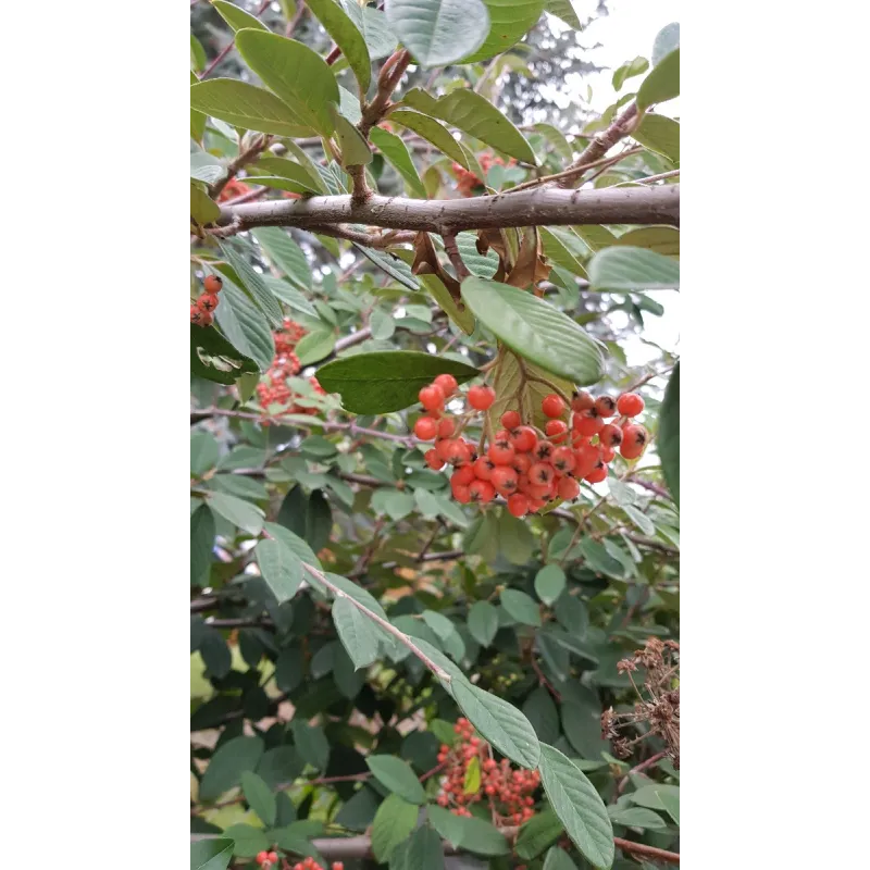 Cotoneaster lacteus