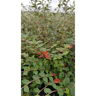 Cotoneaster franchetii