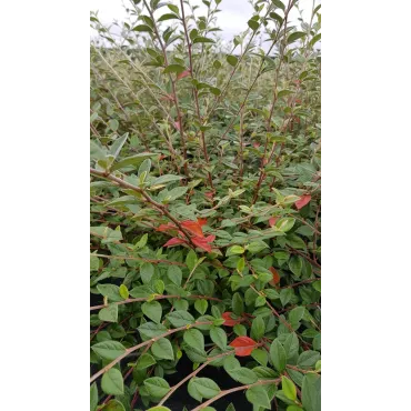 Cotoneaster franchetii