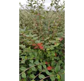 Cotoneaster franchetii