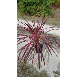 Cordyline australis 'Charly boy'