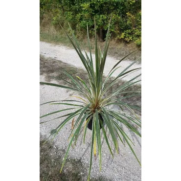 Cordyline australis 'Torbay Dazzler'