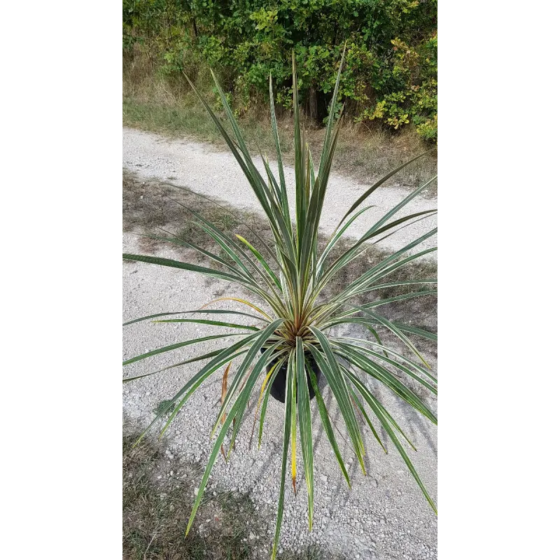 Cordyline australis 'Torbay Dazzler'